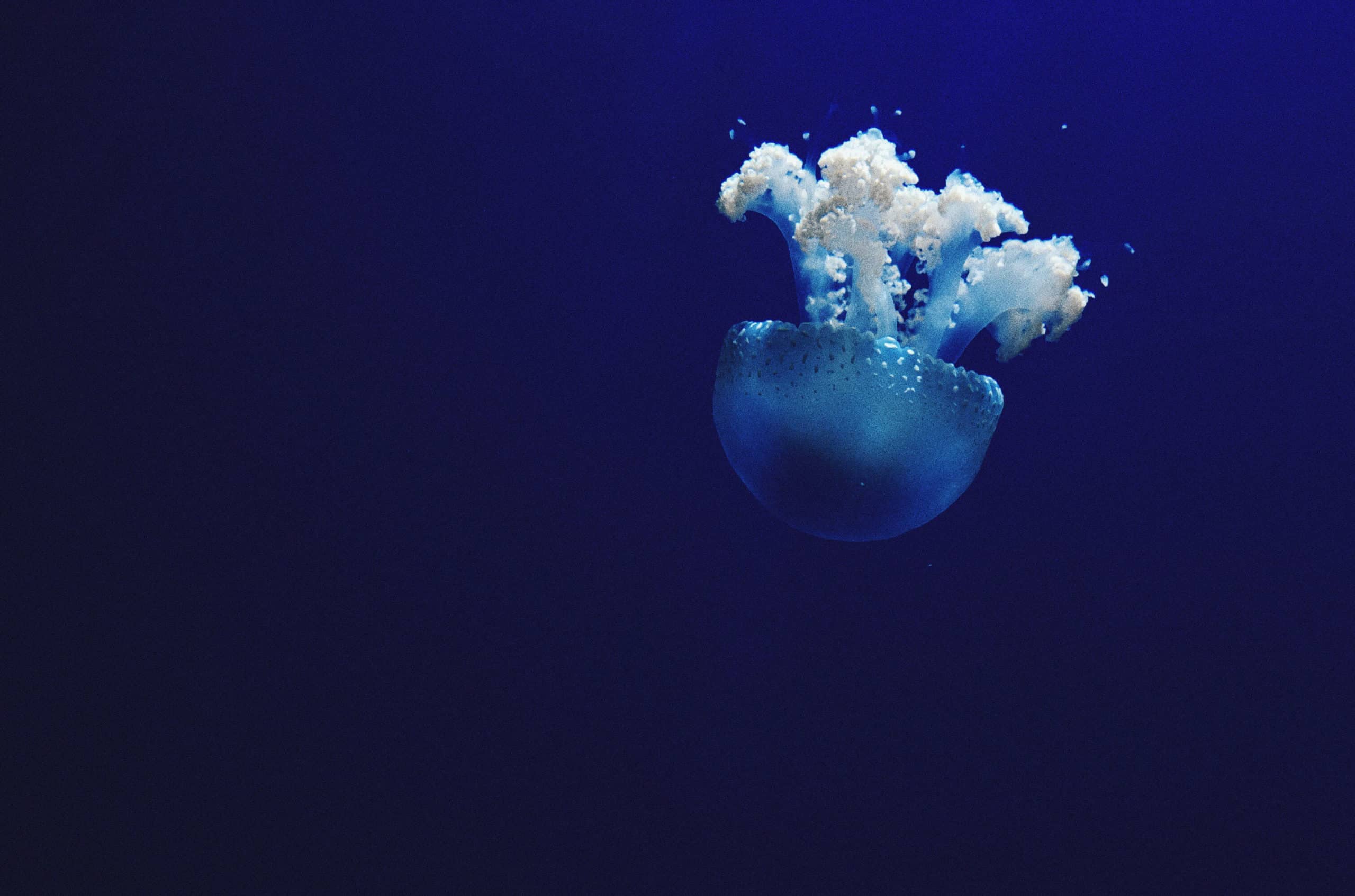 Big blue jellyfish lightens up in dark seawater.