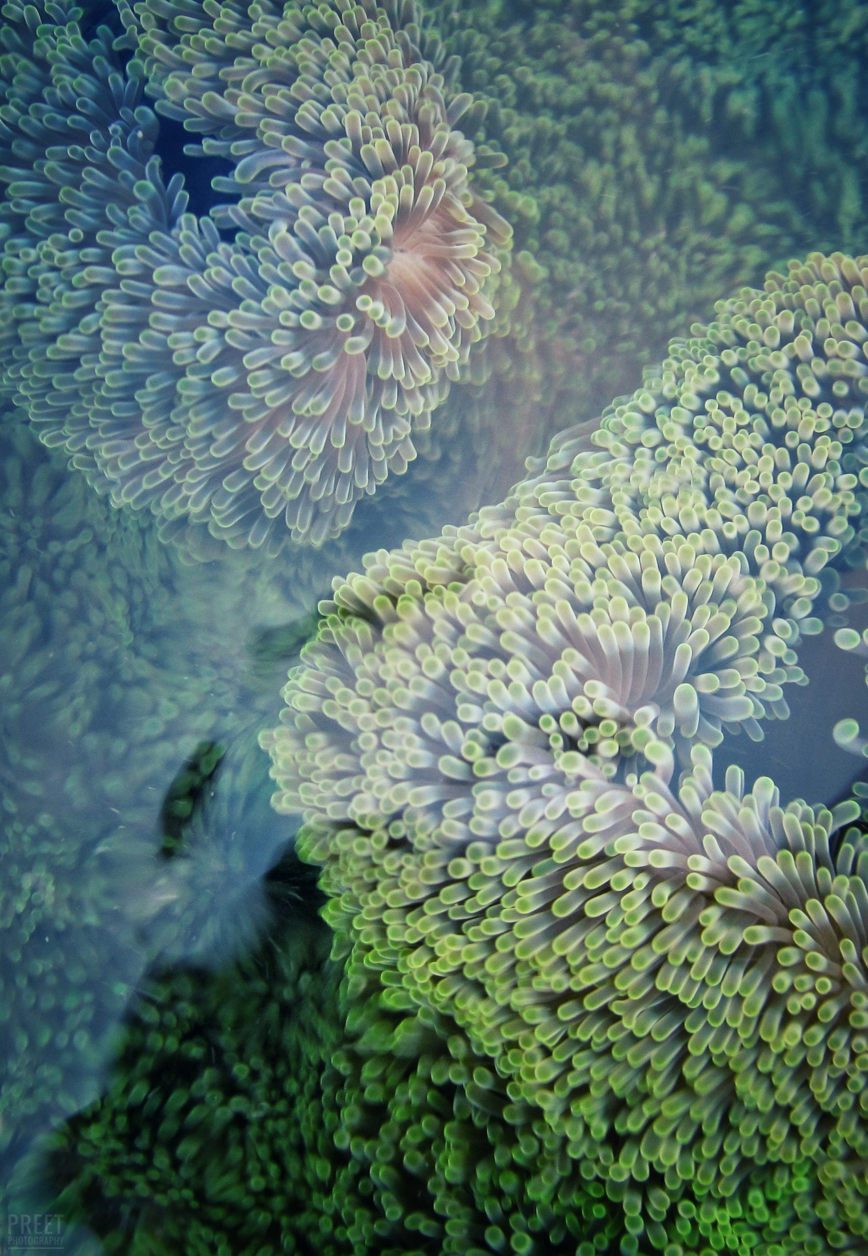 Beautiful green seaplant under water